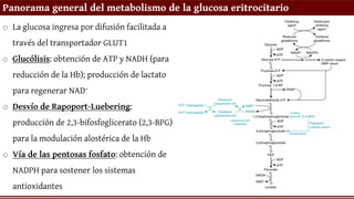 Panorama general del metabolismo de la glucosa eritrocitario
o La glucosa ingresa por difusión facilitada a
través del transportador GLUT1
o Glucólisis: obtención de ATP y NADH (para
reducción de la Hb); producción de lactato
para regenerar NAD+
o Desvío de Rapoport-Luebering:
producción de 2,3-bifosfoglicerato (2,3-BPG)
para la modulación alostérica de la Hb
o Vía de las pentosas fosfato: obtención de
NADPH para sostener los sistemas
antioxidantes
 