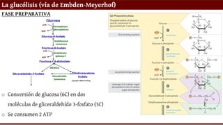 La glucólisis (vía de Embden-Meyerhof)
FASE PREPARATIVA
o Conversión de glucosa (6C) en dos
moléculas de gliceraldehído 3-fosfato (3C)
o Se consumen 2 ATP
 