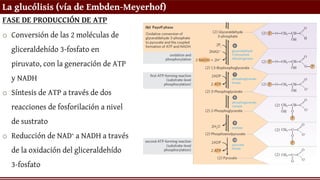 La glucólisis (vía de Embden-Meyerhof)
FASE DE PRODUCCIÓN DE ATP
o Conversión de las 2 moléculas de
gliceraldehído 3-fosfato en
piruvato, con la generación de ATP
y NADH
o Síntesis de ATP a través de dos
reacciones de fosforilación a nivel
de sustrato
o Reducción de NAD+ a NADH a través
de la oxidación del gliceraldehído
3-fosfato
 