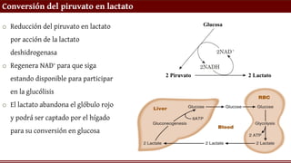Conversión del piruvato en lactato
o Reducción del piruvato en lactato
por acción de la lactato
deshidrogenasa
o Regenera NAD+ para que siga
estando disponible para participar
en la glucólisis
o El lactato abandona el glóbulo rojo
y podrá ser captado por el hígado
para su conversión en glucosa
 