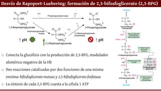 Desvío de Rapoport-Luebering: formación de 2,3-bifosfoglicerato (2,3-BPG)
o Conecta la glucólisis con la producción de 2,3-BPG, modulador
alostérico negativo de la Hb
o Dos reacciones catalizadas por dos funciones de una misma
enzima: bifosfoglicerato mutasa y 2,3-bifosfoglicerato fosfatasa
o La síntesis de cada 2,3-BPG cuesta a la célula 1 ATP
↑ pH ↑ pH
 