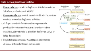 Ruta de las pentosas fosfato
o Fase oxidativa: convierte la glucosa 6-fosfato en ribosa
5-fosfato, produciendo 2 NADPH
o Fase no oxidativa: se reciclan seis moléculas de pentosa
en cinco moléculas de glucosa 6-fosfato
o El flujo a través de fase no oxidativa permite la
producción continua de NADPH a través de la fase
oxidativa, convirtiendo la glucosa 6-fosfato en CO2, a lo
largo de seis ciclos
o Finalidad: producción de NADPH para sostener las
defensas antioxidantes del glóbulo rojo
Glucosa 6-fosfato
deshidrogenasa
(G6PD)
 