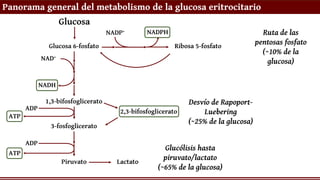 Panorama general del metabolismo de la glucosa eritrocitario
Glucosa
Glucosa 6-fosfato Ribosa 5-fosfato
Ruta de las
pentosas fosfato
(~10% de la
glucosa)
NADP+ NADPH
1,3-bifosfoglicerato
3-fosfoglicerato
2,3-bifosfoglicerato
Desvío de Rapoport-
Luebering
(~25% de la glucosa)
Piruvato Lactato
Glucólisis hasta
piruvato/lactato
(~65% de la glucosa)
NAD+
NADH
ADP
ATP
ADP
ATP
 