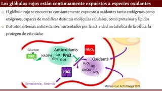 Los glóbulos rojos están continuamente expuestos a especies oxidantes
Möller et al. ACS Omega 2023
o El glóbulo rojo se encuentra constantemente expuesto a oxidantes tanto endógenos como
exógenos, capaces de modificar distintas moléculas celulares, como proteínas y lípidos
o Distintos sistemas antioxidantes, sustentados por la actividad metabólica de la célula, la
protegen de este daño
 