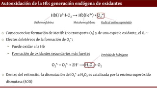 Autooxidación de la Hb: generación endógena de oxidantes
o Consecuencias: formación de MetHb (no transporta O2) y de una especie oxidante, el O2
•-
Hb(Fe2+)-O2 → Hb(Fe3+) + O2
•-
Oxihemoglobina Metahemoglobina Radical anión superóxido
o Efectos deletéreos de la formación de O2
•-:
• Puede oxidar a la Hb
• Formación de oxidantes secundarios más fuertes
O2
•- + O2
•- + 2H+ → H2O2 + O2
Peróxido de hidrógeno
o Dentro del eritrocito, la dismutación del O2
•- a H2O2 es catalizada por la enzima superóxido
dismutasa (SOD)
 