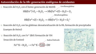 Autooxidación de la Hb: generación endógena de oxidantes
o Reacción del H2O2 con el hemo: generación de MetHb
Hb(Fe2+)-O2 + H2O2 → Hb(Fe4+=O) + H2O + O2
o Reacción del H2O2 con Fe2+ lábil: formación de •OH
(reacción de Fenton)
Hb(Fe4+=O) + H2O2 → Hb(Fe3+) + H2O + O2
•-
Ferrilhemoglobina
Metahemoglobina
o Reacción del H2O2 con las globinas: desnaturalización de la Hb, formación de precipitados
(cuerpos de Heinz)
Fe2+X + H2O2 → Fe3+X + •OH + OH-
Radical hidroxilo
 