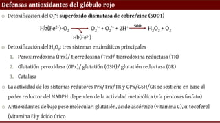 Defensas antioxidantes del glóbulo rojo
o Detoxificación del O2
•-: superóxido dismutasa de cobre/zinc (SOD1)
o Detoxificación del H2O2: tres sistemas enzimáticos principales
1. Peroxirredoxina (Prx)/ tiorredoxina (Trx)/ tiorredoxina reductasa (TR)
2. Glutatión peroxidasa (GPx)/ glutatión (GSH)/ glutatión reductasa (GR)
3. Catalasa
O2
•- + O2
•- + 2H+
Hb(Fe2+)-O2
Hb(Fe3+)
H2O2 + O2
SOD
o La actividad de los sistemas redutores Prx/Trx/TR y GPx/GSH/GR se sostiene en base al
poder reductor del NADPH: dependen de la actividad metabólica (vía pentosas fosfato)
o Antioxidantes de bajo peso molecular: glutatión, ácido ascórbico (vitamina C), α-tocoferol
(vitamina E) y ácido úrico
 