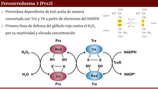 Peroxirredoxina 2 (Prx2)
o Peroxidasa dependiente de tiol; actúa de manera
concertada con Trx y TR a partir de electrones del NADPH
o Primera línea de defensa del glóbulo rojo contra el H2O2
por su reactividad y elevada concentración
 