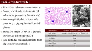 Glóbulo rojo (eritrocito)
o Tipo celular más numeroso en la sangre
o Ocupan aproximadamente un 40% del
volumen sanguíneo total (hematocrito)
o Funciones principales: transporte de
gases (O2 y CO2) y regulación del pH del
plasma
o Estructura simple; un 95% de la proteína
intracelular es hemoglobina (Hb)
o Pese a esto, NO es una célula inerte desde
el punto de vista metabólico
 