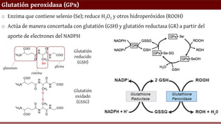 Glutatión peroxidasa (GPx)
o Enzima que contiene selenio (Se); reduce H2O2 y otros hidroperóxidos (ROOH)
o Actúa de manera concertada con glutatión (GSH) y glutatión reductasa (GR) a partir del
aporte de electrones del NADPH
Glutatión
reducido
(GSH)
Glutatión
oxidado
(GSSG)
glutamato
cisteína
glicina
 