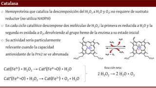 Catalasa
o Hemoproteína que cataliza la descomposición del H2O2 a H2O y O2; no requiere de sustrato
reductor (no utiliza NADPH)
o En cada ciclo catalítico descompone dos moléculas de H2O2: la primera es reducida a H2O y la
segunda es oxidada a O2, devolviendo al grupo hemo de la enzima a su estado inicial
Cat(Fe3+) + H2O2 → Cat•(Fe4+=O) + H2O
Cat•(Fe4+=O) + H2O2 → Cat(Fe3+) + O2 + H2O
2 H2O2 → 2 H2O + O2
Reacción neta:
o Su actividad sería particularmente
relevante cuando la capacidad
antioxidante de la Prx2 se ve abrumada
 