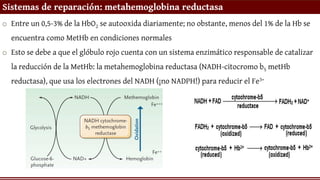 Sistemas de reparación: metahemoglobina reductasa
o Entre un 0,5-3% de la HbO2 se autooxida diariamente; no obstante, menos del 1% de la Hb se
encuentra como MetHb en condiciones normales
o Esto se debe a que el glóbulo rojo cuenta con un sistema enzimático responsable de catalizar
la reducción de la MetHb: la metahemoglobina reductasa (NADH-citocromo b5 metHb
reductasa), que usa los electrones del NADH (¡no NADPH!) para reducir el Fe3+
 