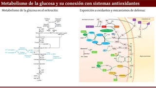 Metabolismo de la glucosa y su conexión con sistemas antioxidantes
Metabolismo de la glucosa en el eritrocito: Exposición a oxidantes y mecanismos de defensa:
 