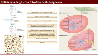 Deficiencia de glucosa 6-fosfato deshidrogenasa
 