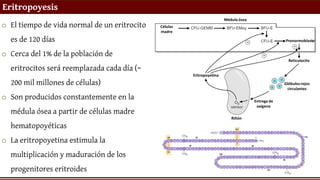 Eritropoyesis
o El tiempo de vida normal de un eritrocito
es de 120 días
o Cerca del 1% de la población de
eritrocitos será reemplazada cada día (~
200 mil millones de células)
o Son producidos constantemente en la
médula ósea a partir de células madre
hematopoyéticas
o La eritropoyetina estimula la
multiplicación y maduración de los
progenitores eritroides
 