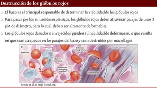 Destrucción de los glóbulos rojos
o El bazo es el principal responsable de determinar la viabilidad de los glóbulos rojos
o Para pasar por los sinusoides esplénicos, los glóbulos rojos deben atravesar pasajes de unos 3
µM de diámetro, para lo cual, deben ser altamente deformables
o Los glóbulos rojos dañados o envejecidos pierden su habilidad de deformarse, lo que resulta
en que sean atrapados en los pasajes del bazo y sean destruidos por macrófagos
Rencic et al. N Engl J Med 2017
 