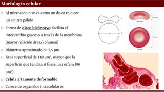 Morfología celular
o Al microscopio se ve como un disco rojo con
un centro pálido
o Forma de disco bicóncavo: facilita el
intercambio gaseoso a través de la membrana
(mayor relación área/volumen)
o Diámetro aproximado de 7,5 µm
o Área superficial de 140 µm2, mayor que la
superficie que tendría si fuese una esfera (98
µm2)
o Célula altamente deformable
o Carece de organelos intracelulares
 