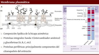 Membrana plasmática
o Composición lipídica de la bicapa asimétrica
o Proteínas integrales: banda 3 (intercambiador aniónico)
y glucoforinas (A, B, C, etc)
o Proteínas periféricas: principalmente componentes del
citoesqueleto del eritrocito
 
