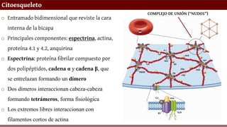 Citoesqueleto
o Entramado bidimensional que reviste la cara
interna de la bicapa
o Principales componentes: espectrina, actina,
proteína 4.1 y 4.2, anquirina
o Espectrina: proteína fibrilar compuesto por
dos polipéptidos, cadena α y cadena β, que
se entrelazan formando un dímero
o Dos dímeros interaccionan cabeza-cabeza
formando tetrámeros, forma fisiológica
o Los extremos libres interaccionan con
filamentos cortos de actina
COMPLEJO DE UNIÓN (“NUDOS”)
 