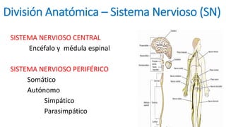 División Anatómica – Sistema Nervioso (SN)
SISTEMA NERVIOSO CENTRAL
Encéfalo y médula espinal
SISTEMA NERVIOSO PERIFÉRICO
...