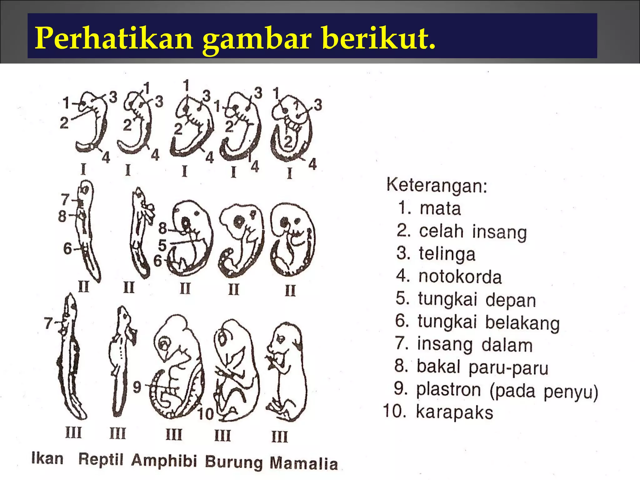 Teori evolusi Power Point | PPT