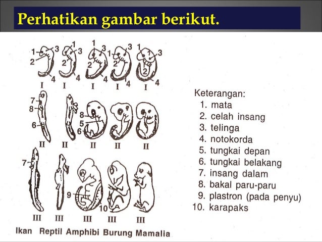 Teori Evolusi Power Point