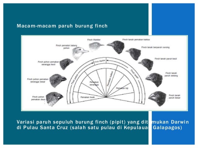 86+ Gambar Variasi Burung Finch Paling Keren 86+ Gambar Variasi Burung Finch Paling Keren