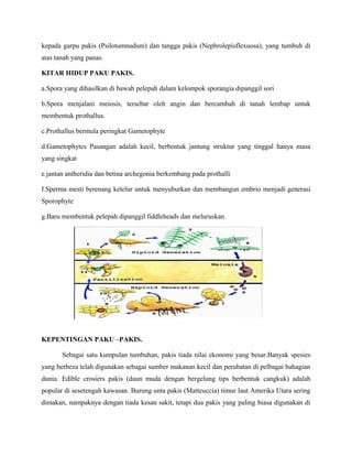 kepada garpu pakis (Psilotumnudum) dan tangga pakis (Nephrolepisflexuosa), yang tumbuh di
atas tanah yang panas.

KITAR HIDUP PAKU PAKIS.

a.Spora yang dihasilkan di bawah pelepah dalam kelompok sporangia dipanggil sori

b.Spora menjalani meiosis, tersebar oleh angin dan bercambah di tanah lembap untuk
membentuk prothallus.

c.Prothallus bermula peringkat Gametophyte

d.Gametophytes Pasangan adalah kecil, berbentuk jantung struktur yang tinggal hanya masa
yang singkat

e.jantan antheridia dan betina archegonia berkembang pada prothalli

f.Sperma mesti berenang ketelur untuk menyuburkan dan membangun embrio menjadi generasi
Sporophyte

g.Baru membentuk pelepah dipanggil fiddleheads dan meluruskan




KEPENTINGAN PAKU –PAKIS.

       Sebagai satu kumpulan tumbuhan, pakis tiada nilai ekonomi yang besar.Banyak spesies
yang berbeza telah digunakan sebagai sumber makanan kecil dan perubatan di pelbagai bahagian
dunia. Edible crosiers pakis (daun muda dengan bergelung tips berbentuk cangkuk) adalah
popular di sesetengah kawasan. Burung unta pakis (Matteuccia) timur laut Amerika Utara sering
dimakan, nampaknya dengan tiada kesan sakit, tetapi dua pakis yang paling biasa digunakan di
 