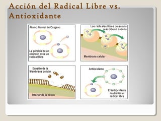 Acción del Radical Libre vs.
Antioxidante
 