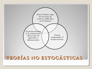 TEORÍAS NO ESTOCÁSTICASTEORÍAS NO ESTOCÁSTICAS
 