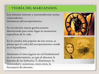TEORÍA DEL MARCAPASOS.
Los sistemas inmune y neuroendocrino serían
«marcadores»
intrínsecos del envejecimiento.
Su involución estaría genéticamente
determinada para tener lugar en momentos
específicos de la vida.
En la versión más popular de esta teoría, se
piensa que el «reloj del envejecimiento» reside
en el hipotálamo.
Asimismo el timo jugaría un rol fundamental
en el envejecimiento, ya que al alterarse la
función de los linfocitos T, disminuye la
inmunidad y aumentan, entre otros, la
frecuencia de cánceres.
 