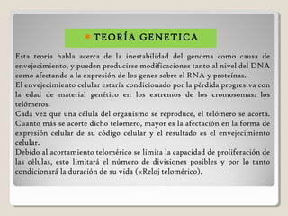 TEORÍA GENETICA
Esta teoría habla acerca de la inestabilidad del genoma como causa de
envejecimiento, y pueden producirse modificaciones tanto al nivel del DNA
como afectando a la expresión de los genes sobre el RNA y proteínas.
El envejecimiento celular estaría condicionado por la pérdida progresiva con
la edad de material genético en los extremos de los cromosomas: los
telómeros.
Cada vez que una célula del organismo se reproduce, el telómero se acorta.
Cuanto más se acorte dicho telómero, mayor es la afectación en la forma de
expresión celular de su código celular y el resultado es el envejecimiento
celular.
Debido al acortamiento telomérico se limita la capacidad de proliferación de
las células, esto limitará el número de divisiones posibles y por lo tanto
condicionará la duración de su vida («Reloj telomérico).
 