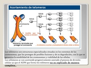 Los telómeros son estructuras especializadas situadas en los extremos de los
cromosomas, que los protegen de posibles fusiones y de su degradación, con lo que se
garantiza la estabilidad de los cromosomas y viabilidad de las células.
Los telómeros se van acortando progresivamente asociado al proceso de división
celular ya que el ADN que forma los telómeros no es replicado de manera
completa.
 
