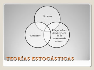 TEORÍAS ESTOCÁSTICASTEORÍAS ESTOCÁSTICAS
 