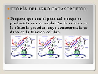 TEORÍA DEL ERRO CATASTROFICO:
Propone que con el paso del tiempo se
produciría una acumulación de errores en
la síntesis proteica, cuya consecuencia es
daño en la función celular.
 