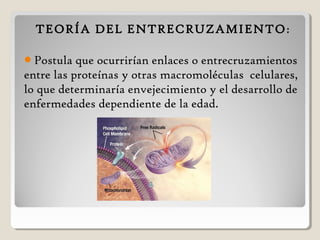 TEORÍA DEL ENTRECRUZAMIENTO:
Postula que ocurrirían enlaces o entrecruzamientos
entre las proteínas y otras macromoléculas celulares,
lo que determinaría envejecimiento y el desarrollo de
enfermedades dependiente de la edad.
 