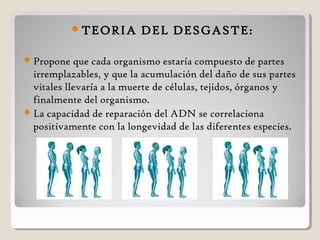 TEORIA DEL DESGASTE:
Propone que cada organismo estaría compuesto de partes
irremplazables, y que la acumulación del daño de sus partes
vitales llevaría a la muerte de células, tejidos, órganos y
finalmente del organismo.
La capacidad de reparación del ADN se correlaciona
positivamente con la longevidad de las diferentes especies.
 