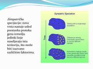 sSimpatrička
specijacija: nova
vrsta nastaje usled
prestanka protoka
gena izmedju
jedinki koje
naseljavaju istu
teritoriju, što može
biti izazvano
različitim faktorima.
 