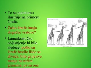 
To se popularno
ilustruje na primeru
žirafa.

Zašto žirafe imaju
dugačke vratove?

Lamarksističko
objašnjenje bi bilo
sledeće: pošto su
žirafe brstile lišće sa
drveća, bilo ga je sve
manje na nižim
granama, pa su one
 