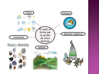 El suelo se
forma por
la acción
de cinco
factores