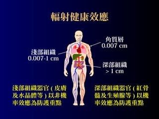 輻射健康效應

淺部組織
0.007-1 cm

淺部組織器官 ( 皮膚
及水晶體等 ) 以非機
率效應為防護重點

角質層
0.007 cm
深部組織
> 1 cm
深部組織器官 ( 紅骨
髓及生殖腺等 ) 以機
率效應為防護重點

 