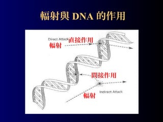 輻射與 DNA 的作用
輻射

直接作用

間接作用
輻射

 