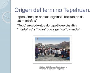 Origen del termino Tepehuan.
Tepehuanes en náhuatl significa “habitantes de
las montañas”
“Tepe” procedentes de tepetl que...