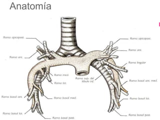 Anatomía
 