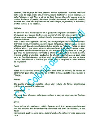 defensa, amb el grup de cans pastor i amb la nombrosa i variada camarilla
dels cans de caça. Entre els primers podem destacar el mastí espanyol, el
dels Pirineus, el del Tibet o el ca de Sant Bernat. Dins del segon grup, hi
podem incloure el pastor d’Alsàcia (també anomenat ca policia), anglès,
«collie», etc. Dins dels caçadors hi ha, per exemple, el podenco, el «pointer»,
el «fox-terrier» o els «setter».
Utilitats
No existeix en el món un poble en el qual no hi hagi cans domèstics. Uns
L’empraran per caçar; d’altres com animal de tir; per arrossegar el trineu;
alguns com a guardians i vigilants i molts com animal de joc i companyia_
Característiques
Amb la seva intel·ligència i lleialtat, ha sabut guanyar-se l’estima de l’home.
Entre les seves principals característiques físiques, podem destacar les dent
afilades, molt bon desenvolupament dels sentits de l’olfacte i l’oïda en front
al de la vista , que quasi no està desenvolupat, i les seves fortes potes..
d’aquestes hem de comentar que els dits són els que suporten tot el pes, ja
que el ca no camina mai sobre tota la planta del peu. De la mateixa manera,
té unes ungles gruixudes i corbades. Té el cos cobert de pèl, la qual cosa
varia en funció de la raça, però per molt de pèl que tingui, mai sua de forma
corrent. Per eliminar la humitat que sobra, treu la llengua i accelera el ritme
de respiració.
Perill
Totes les excel·lents qualitats d’aquest amic fidel de l’home, es tornen en
contra d’ell quan el ca és víctima de la ràbia, a més, aquesta és contagiada a
l’home.
Remei
Els perills d’aquesta malaltia, s’han vist reduïts de forma significativa
gràcies a la vacunació dels cans.
Alimentació
Entre els seus elements principals, trobam la carn, el tubercles, les fruites i
els llegums.
Cries
Quan neixen són petitons i dèbils. Dormen molt i no veuen absolutament
res, fins als nou dies no comencen a obrir els ulls. Dins una camada, hi pot
haver
normalment quatre o cinc cans. Malgrat això, n’hi pot haver més segons la
raça.
 