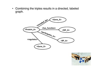 •  Combining the triples results in a directed, labeled
graph."
<Gene_A>	
 
<Protein_A>	
 
<has_func7on>	
 
<BP_A>	
 
<MF_A>	
 
<Gene_X>	
 
<regulates>	
 
 