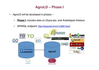 AgroLD – Phase I
•  AgroLD will be developed in phases – "
•  Phase I: includes data on Oryza sps. and Arabidopsis thaliana!
•  SPARQL endpoint: http://bioportal.lirmm.fr:8081/test/ "
AgroLD	
 
 