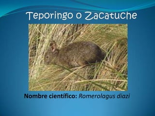 Nombre científico: Romerolagus diazi
 