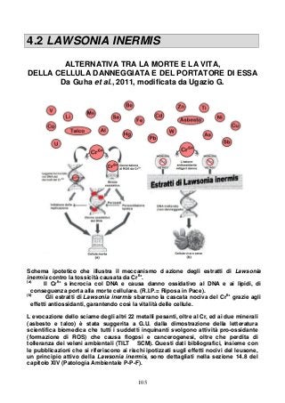 105
4.2 LAWSONIA INERMIS
ALTERNATIVA TRA LA MORTE E LA VITA,
DELLA CELLULA DANNEGGIATA E DEL PORTATORE DI ESSA
Da Guha et al., 2011, modificata da Ugazio G.
Schema ipotetico che illustra il meccanismo d azione degli estratti di Lawsonia
inermis contro la tossicità causata da Cr6+
.
(a)
Il Cr6+
s incrocia col DNA e causa danno ossidativo al DNA e ai lipidi, di
conseguenza porta alla morte cellulare. (R.I.P.= Riposa in Pace).
(b)
Gli estratti di Lawsonia inermis sbarrano la cascata nociva del Cr6+
grazie agli
effetti antiossidanti, garantendo così la vitalità delle cellule.
L evocazione dello sciame degli altri 22 metalli pesanti, oltre al Cr, ed ai due minerali
(asbesto e talco) è stata suggerita a G.U. dalla dimostrazione della letteratura
scientifica biomedica che tutti i suddetti inquinanti svolgono attività pro-ossidante
(formazione di ROS) che causa flogosi e cancerogenesi, oltre che perdita di
tolleranza dei veleni ambientali (TILT SCM). Questi dati bibliografici, insieme con
le pubblicazioni che si riferiscono ai rischi ipotizzati sugli effetti nocivi del leusone,
un principio attivo della Lawsonia inermis, sono dettagliati nella sezione 14.8 del
capitolo XIV (Patologia Ambientale P-P-F).
 