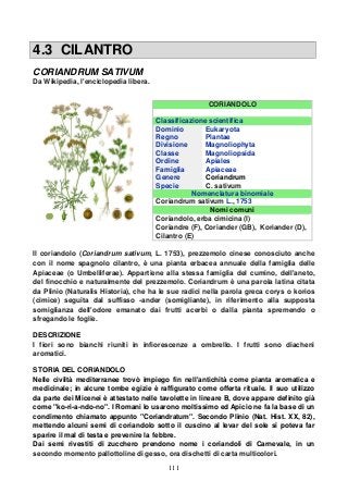 111
4.3 CILANTRO
CORIANDRUM SATIVUM
Da Wikipedia, l'enciclopedia libera.
CORIANDOLO
Classificazione scientifica
Dominio Eukaryota
Regno Plantae
Divisione Magnoliophyta
Classe Magnoliopsida
Ordine Apiales
Famiglia Apiaceae
Genere Coriandrum
Specie C. sativum
Nomenclatura binomiale
Coriandrum sativum L., 1753
Nomi comuni
Coriandolo, erba cimicina (I)
Coriandre (F), Coriander (GB), Koriander (D),
Cilantro (E)
Il coriandolo (Coriandrum sativum, L. 1753), prezzemolo cinese conosciuto anche
con il nome spagnolo cilantro, è una pianta erbacea annuale della famiglia delle
Apiaceae (o Umbelliferae). Appartiene alla stessa famiglia del cumino, dell'aneto,
del finocchio e naturalmente del prezzemolo. Coriandrum è una parola latina citata
da Plinio (Naturalis Historia), che ha le sue radici nella parola greca corys o korios
(cimice) seguita dal suffisso -ander (somigliante), in riferimento alla supposta
somiglianza dell'odore emanato dai frutti acerbi o dalla pianta spremendo o
sfregando le foglie.
DESCRIZIONE
I fiori sono bianchi riuniti in infiorescenze a ombrello. I frutti sono diacheni
aromatici.
STORIA DEL CORIANDOLO
Nelle civiltà mediterranee trovò impiego fin nell'antichità come pianta aromatica e
medicinale; in alcune tombe egizie è raffigurato come offerta rituale. Il suo utilizzo
da parte dei Micenei è attestato nelle tavolette in lineare B, dove appare definito già
come "ko-ri-a-ndo-no". I Romani lo usarono moltissimo ed Apicio ne fa la base di un
condimento chiamato appunto "Coriandratum". Secondo Plinio (Nat. Hist. XX, 82),
mettendo alcuni semi di coriandolo sotto il cuscino al levar del sole si poteva far
sparire il mal di testa e prevenire la febbre.
Dai semi rivestiti di zucchero prendono nome i coriandoli di Carnevale, in un
secondo momento pallottoline di gesso, ora dischetti di carta multicolori.
 